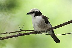 White-rumped Shrike